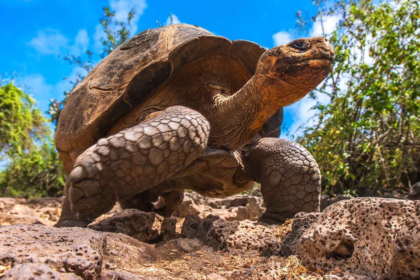 Giant-tortoise