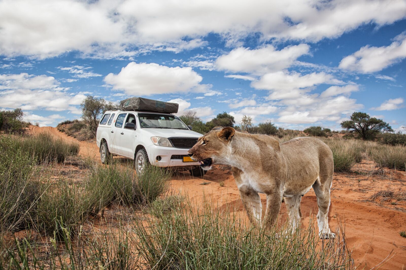 Kgalagadi-Transfrontier-Park-south-africa