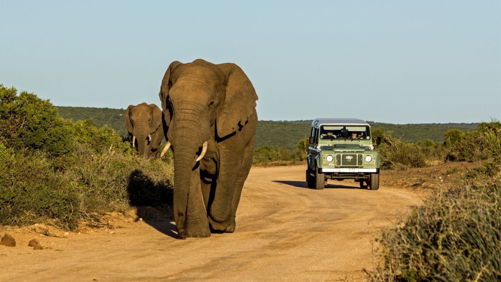 addo-elephant