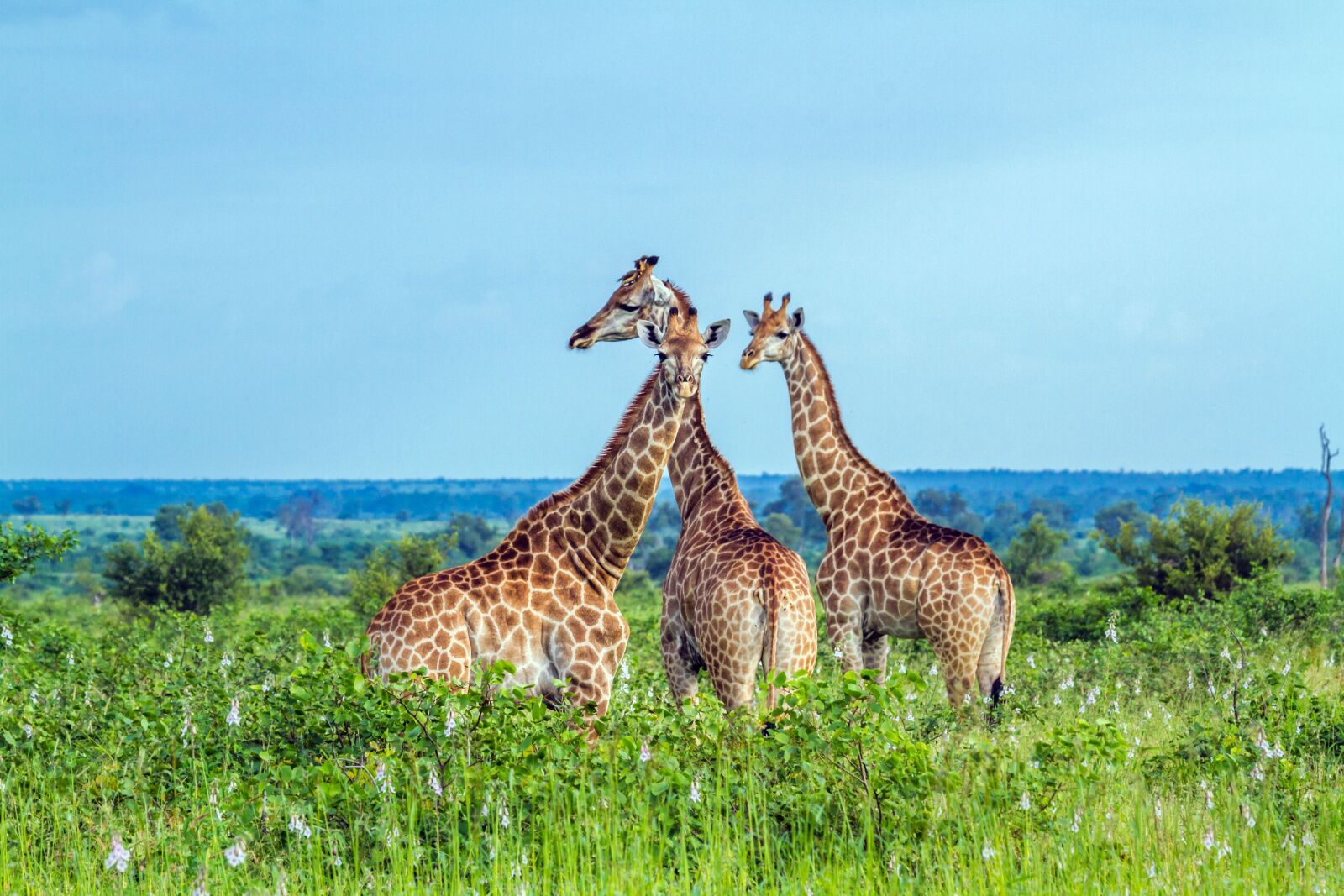 kruger-giraffes-1