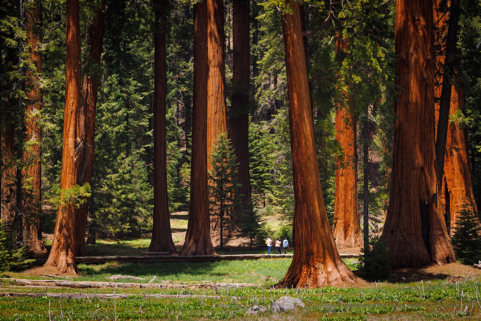 Big-Trees-Trail-Sunny-Giant-Sequoias-Sequoia-National-Park-CA-Majestic-Mountain-Loop-credit-Daniel-Chui-May-2022-2