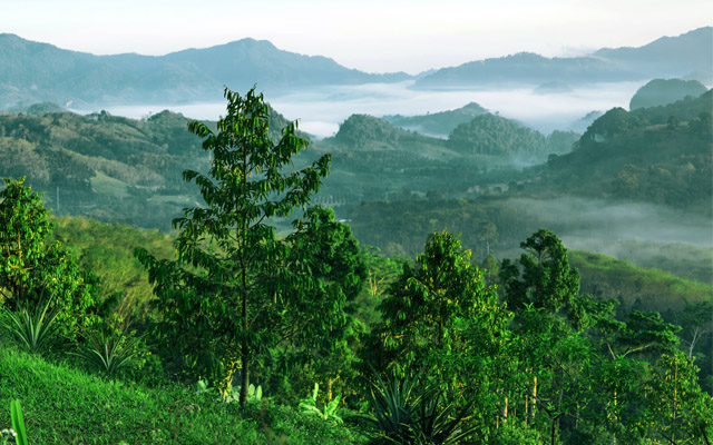 Khao-Luang-National-Park-Credit-Anuchit-Ngoylung-640 Khao-Luang-National-Park-Credit-Anuchit-Ngoylung-640