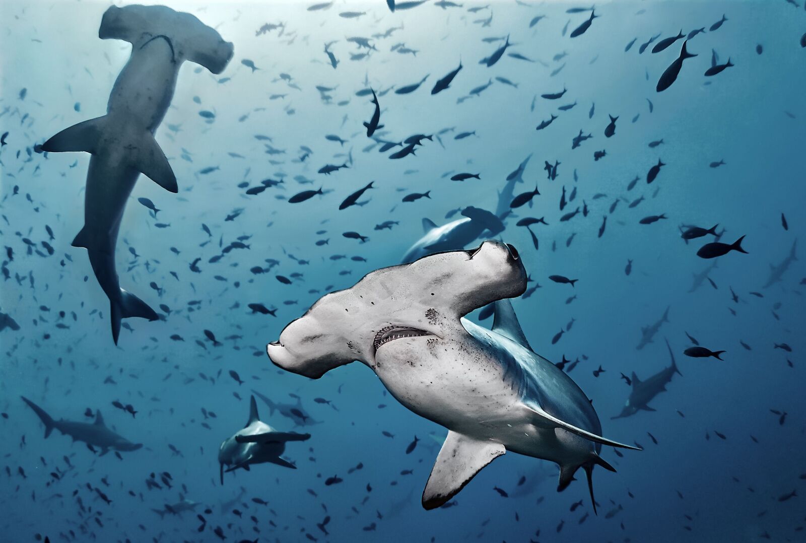 cocos-costa-rica-diving-hammerhead