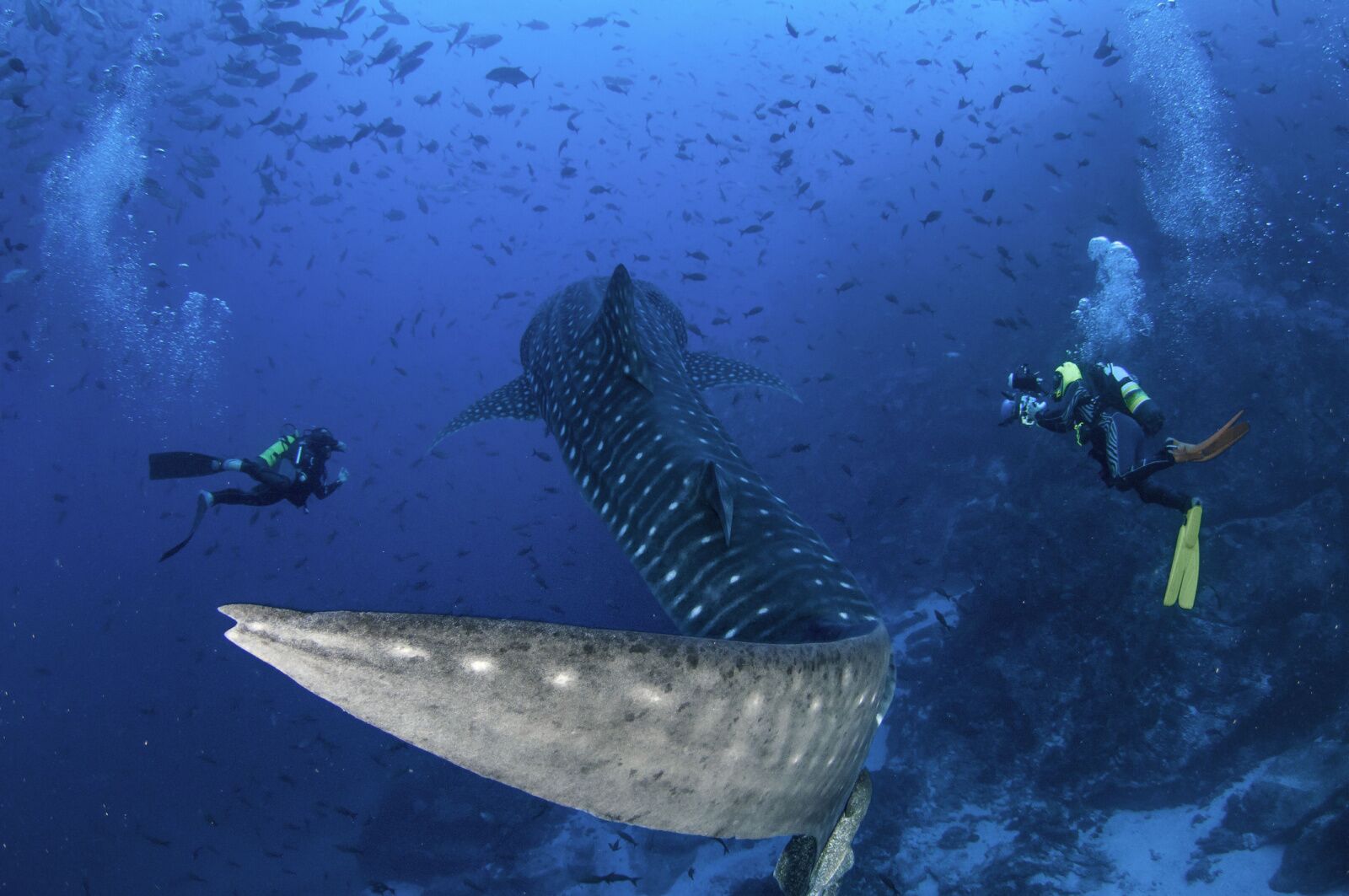 costa-rica-diving-whale-shark-cocos