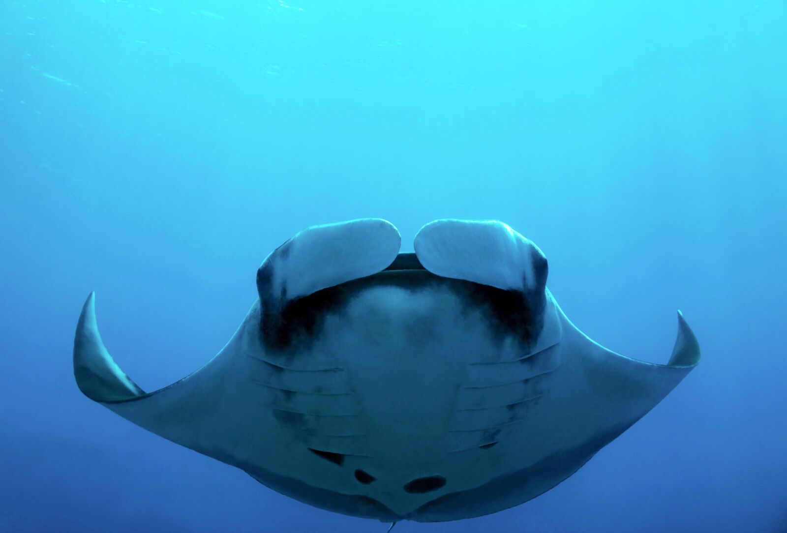 costa-rica-manta-ray