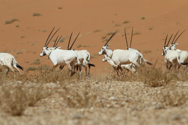 The_Uruq_Bani_Ma_arid_Reserve_in_Saudi_Arabia___Picture_2