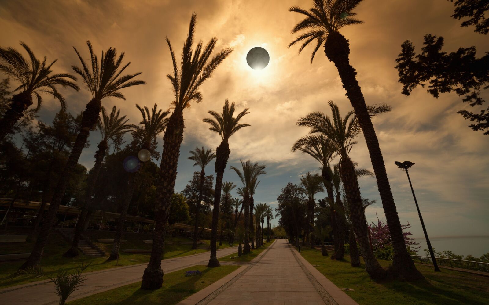 solar-eclipse-palm-trees solar-eclipse-palm-trees
