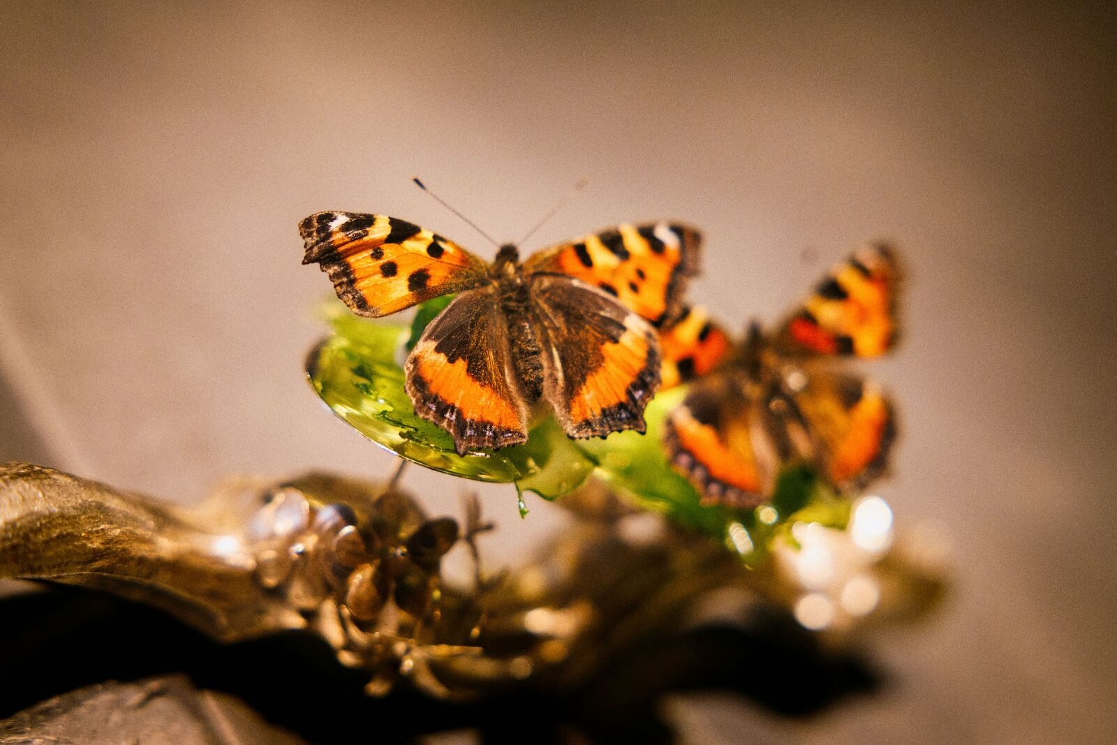 butterflies-alchemist-copenhagen