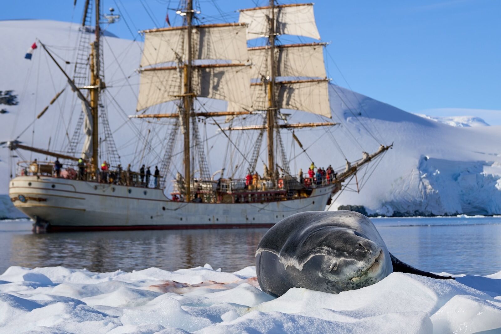 Bar-Europa-Antarctica-seal