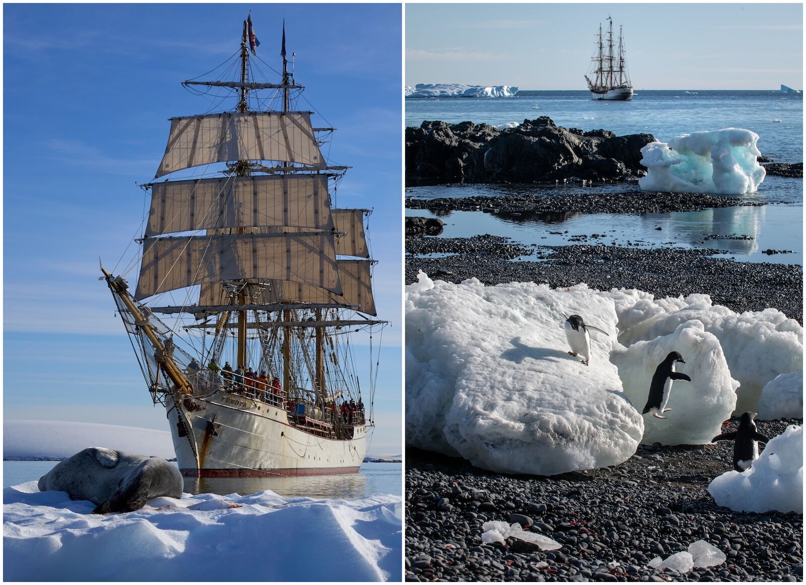 Bark-Europa-Antarctica-wildlife