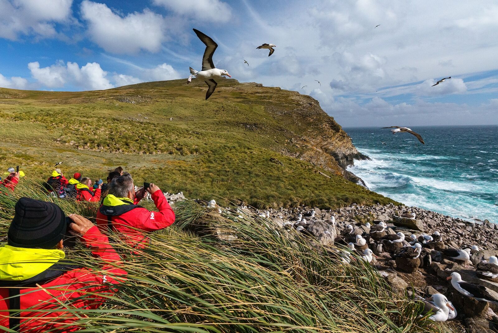 Bird-watching-cruise-HX-Audubon-Voyages-Falkland-Islands-2
