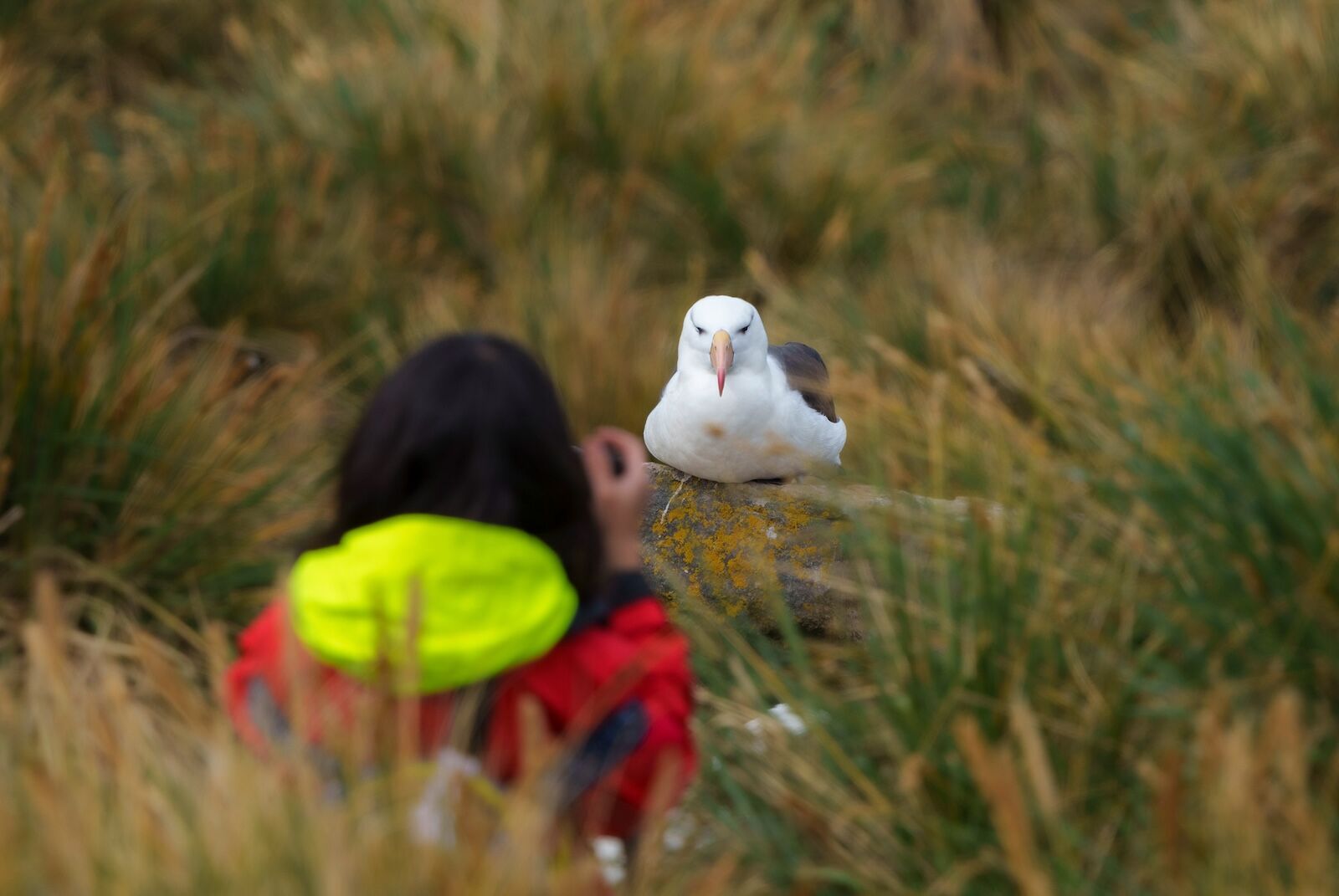 Bird-watching-cruise-HX-Audubon-Voyages-Falkland-Islands Bird-watching-cruise-HX-Audubon-Voyages-Falkland-Islands