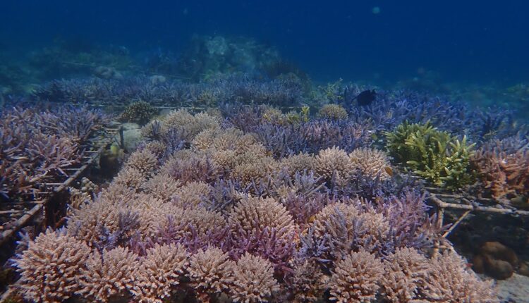 ea570d10-coral-guardians-26-750x430-1