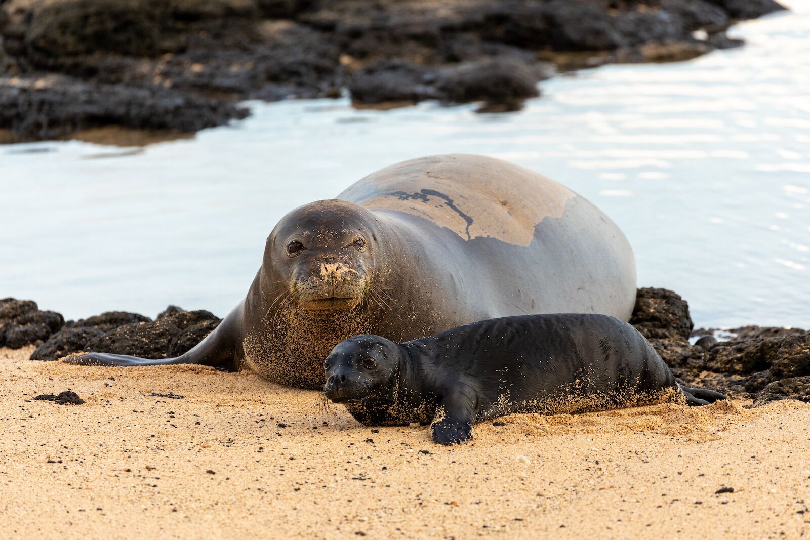 seals-hawaii