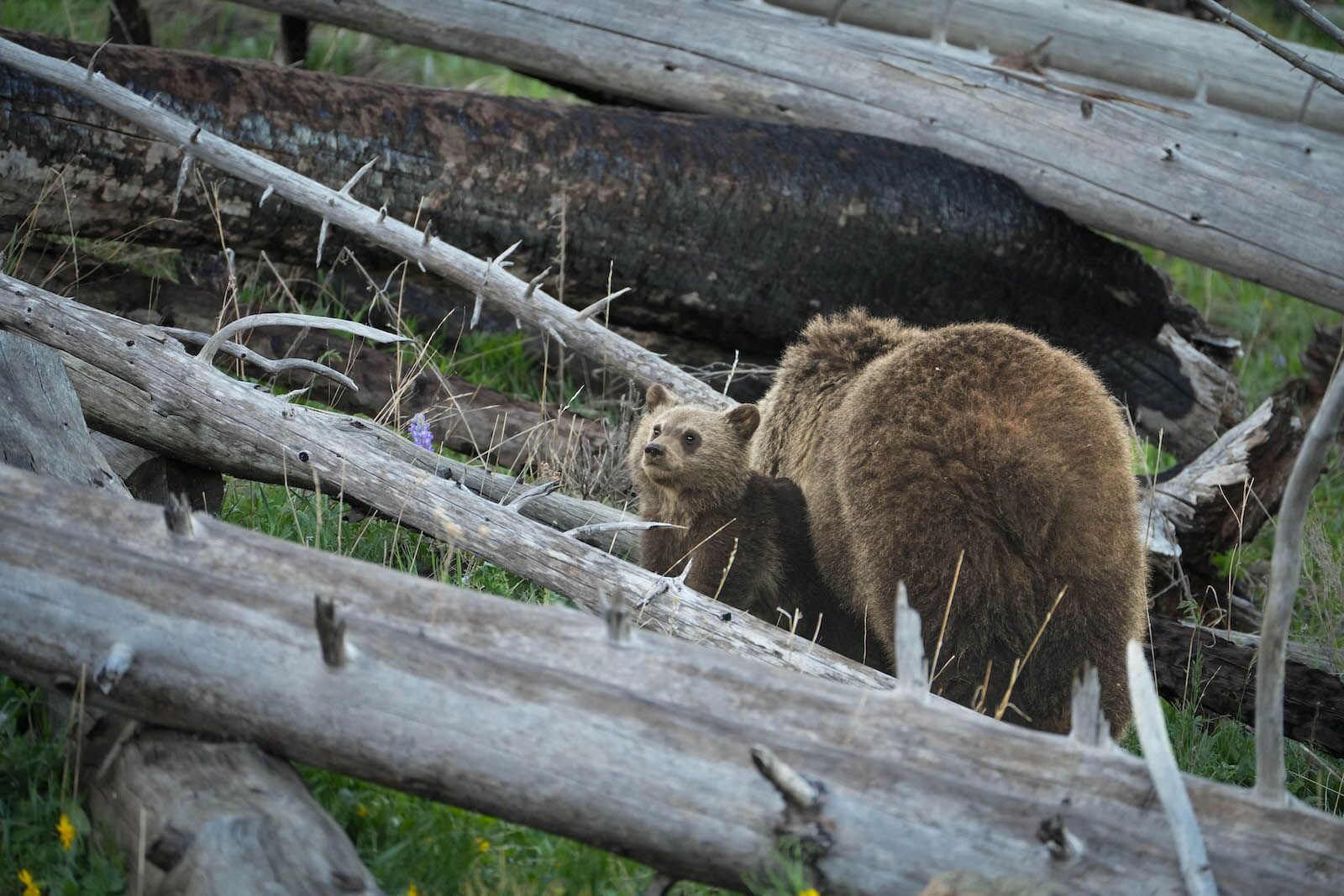 yellowstone-bears