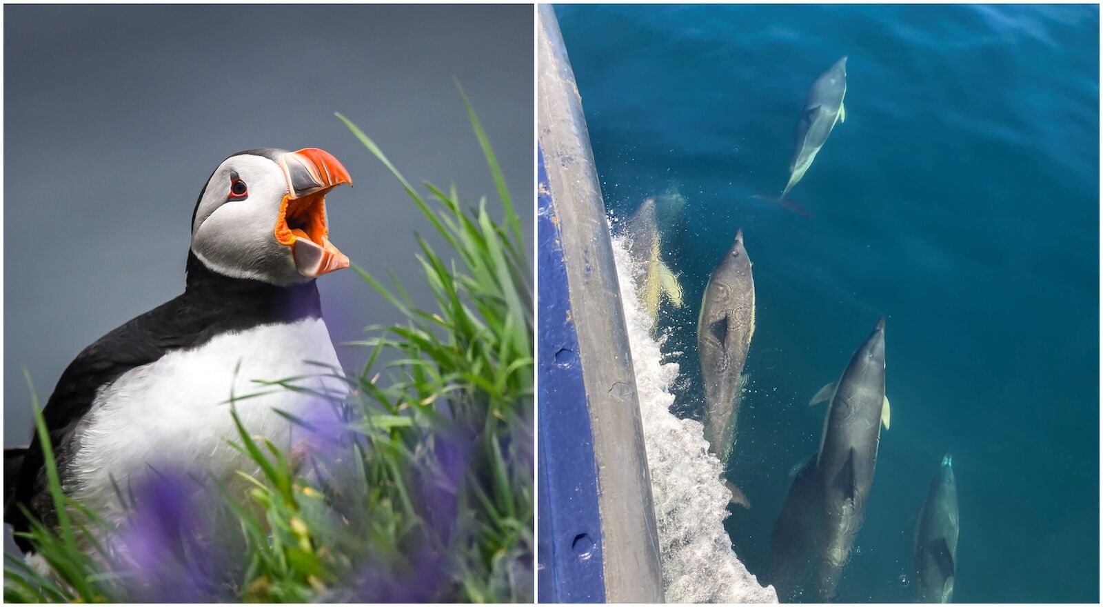St-Hilda-Sea-Adventures-wildlife
