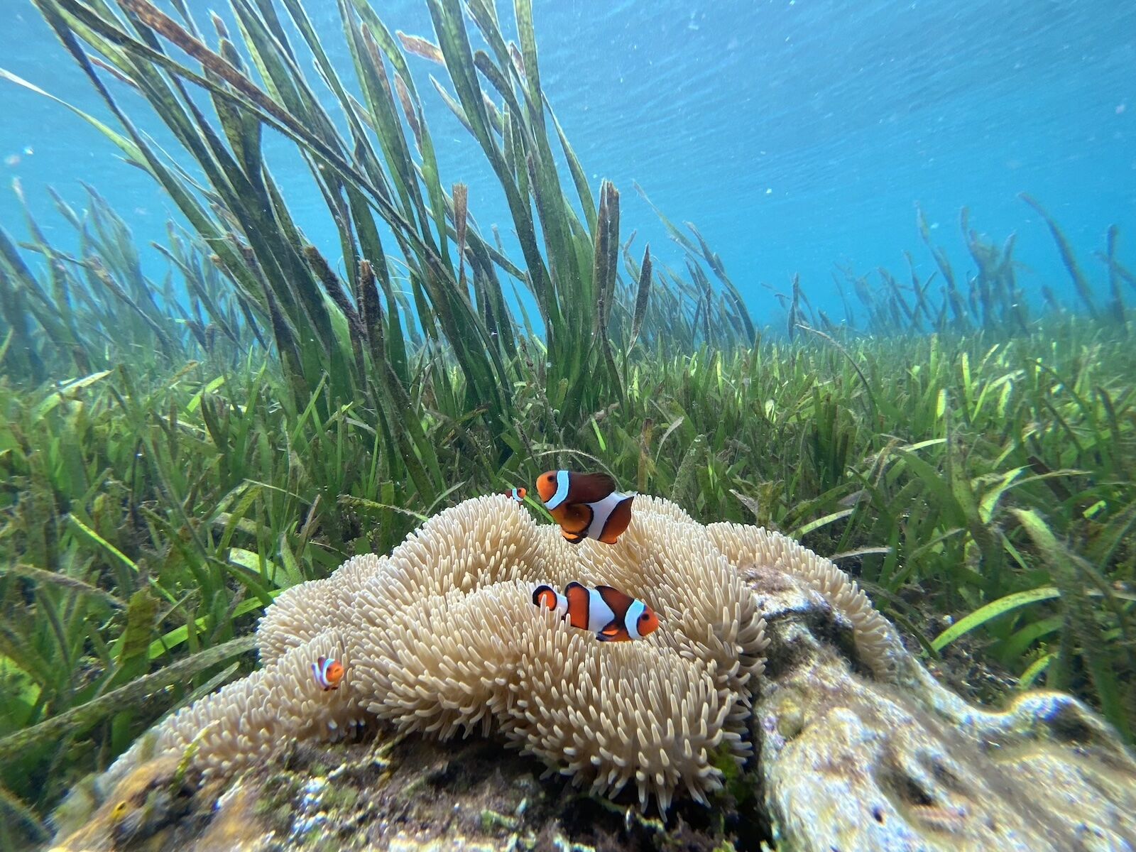 32-Clown-Fish-Coral