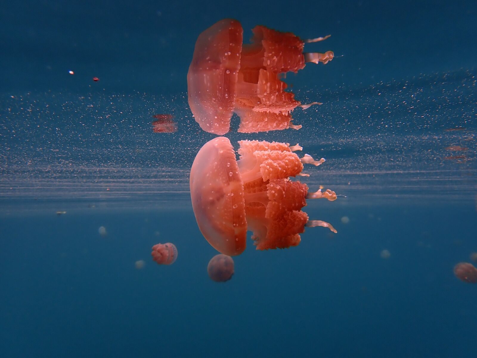 7-Stingless-Jelly
