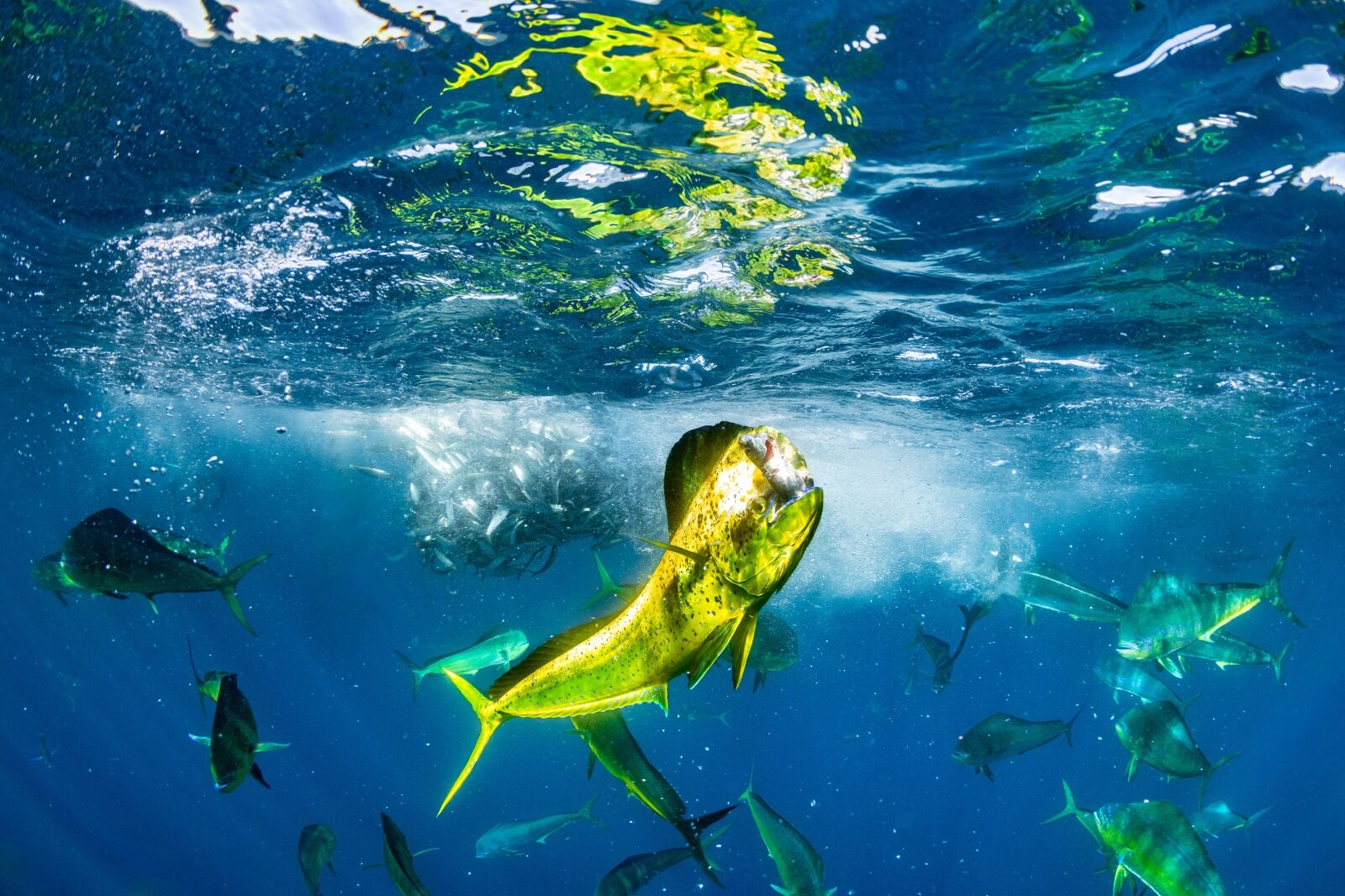 Ocean-Photographer-of-the-Year-2024-10