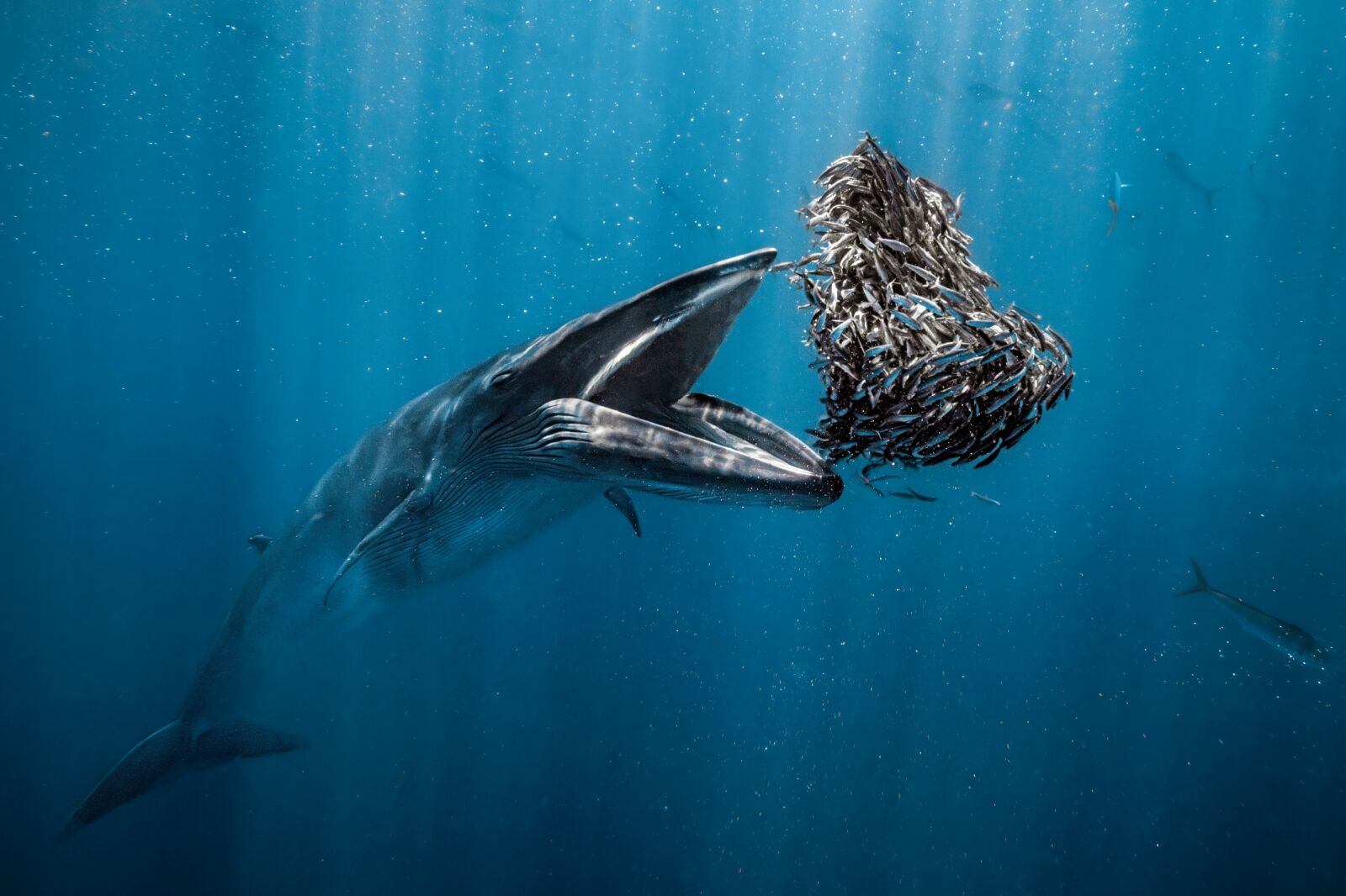 Ocean-Photographer-of-the-Year-2024