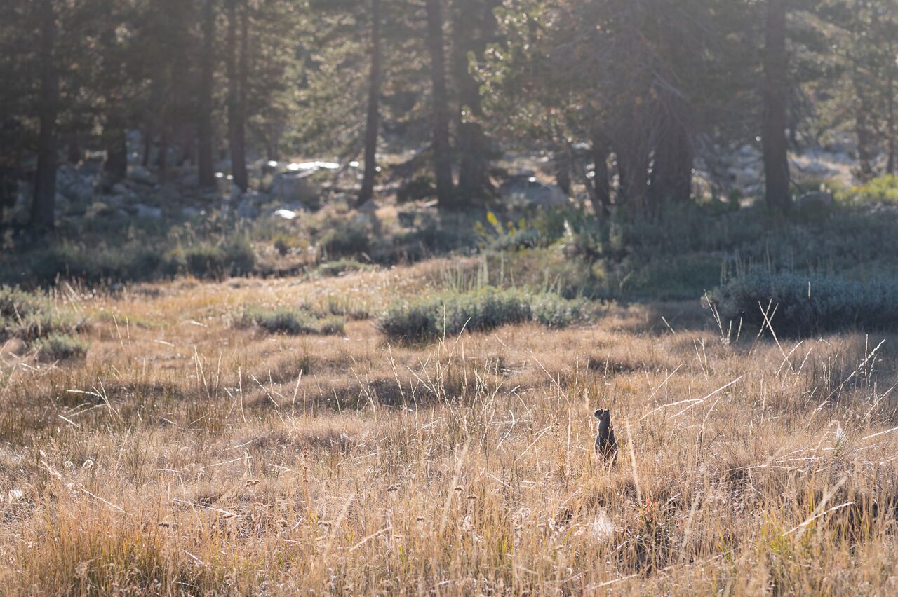 Yosemite-Camera-Roll-MN-10