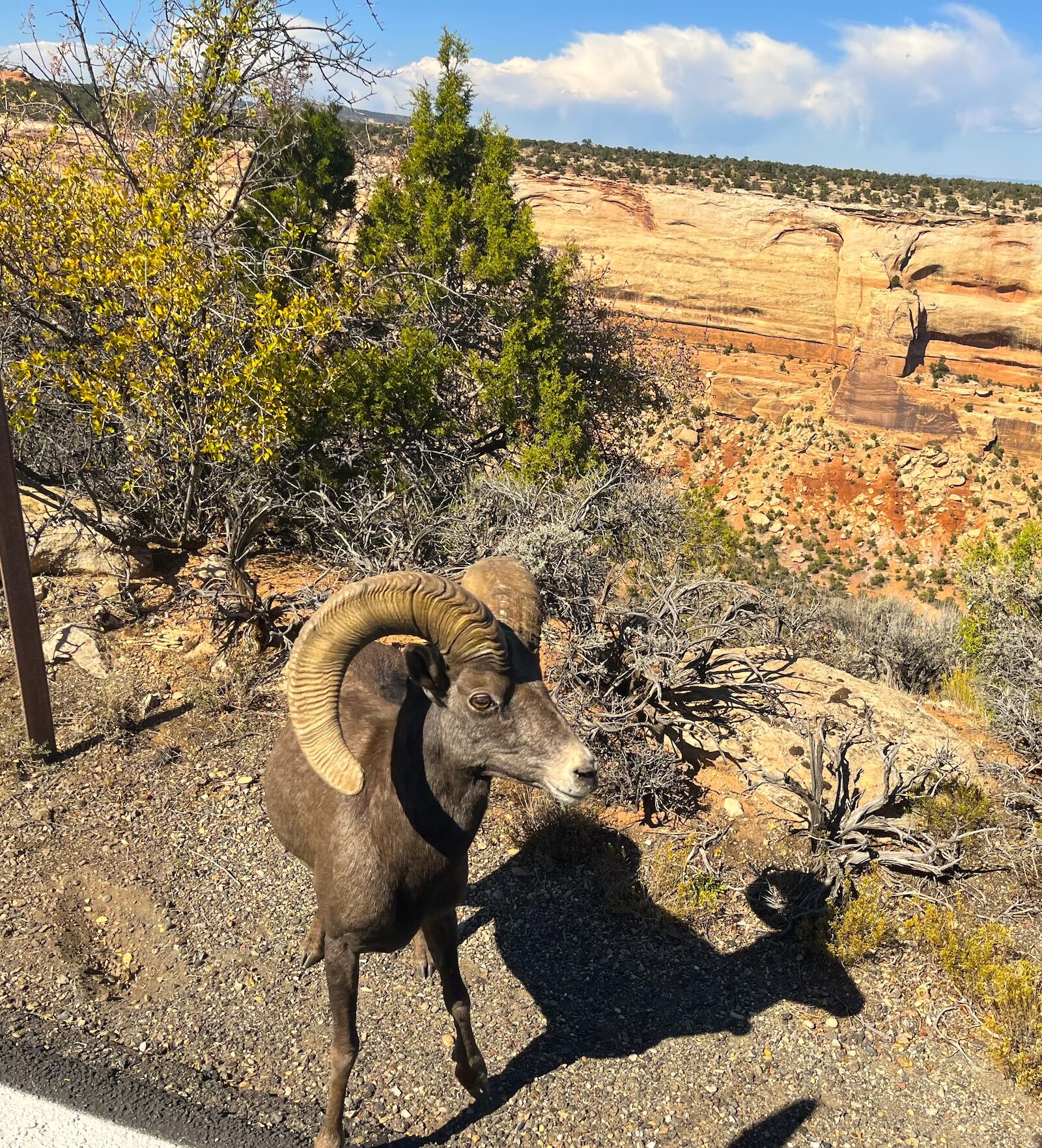 grand-junction-big-horn-sheep grand-junction-big-horn-sheep