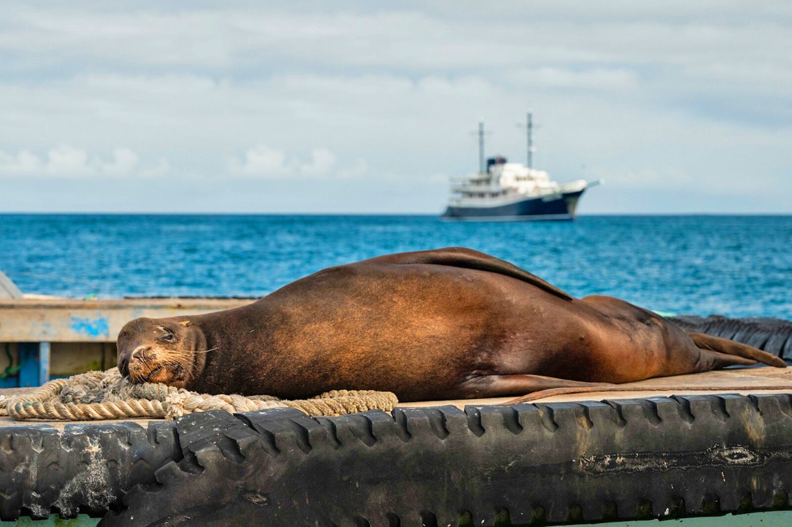 Quasar-Galapagos-Cruises