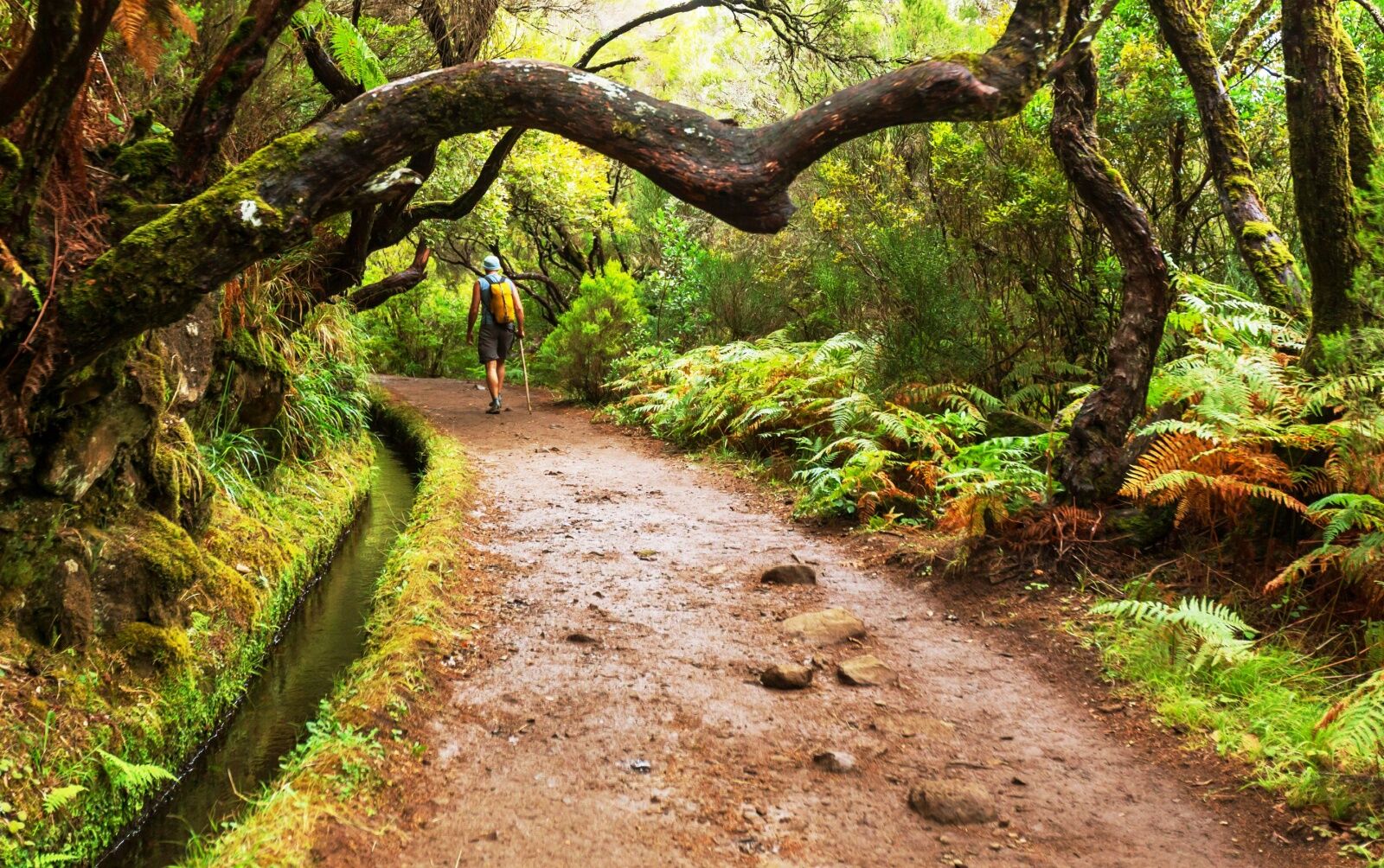 madeira-levada-hiker