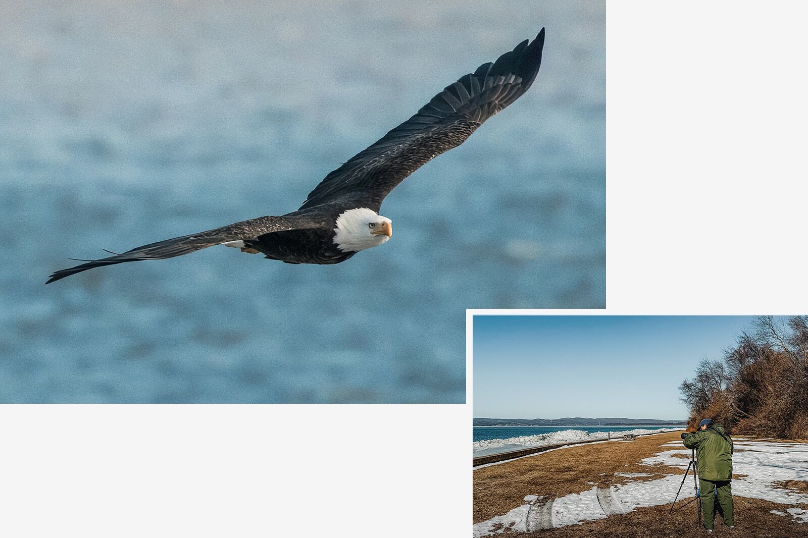 HudsonRiverBaldEagles