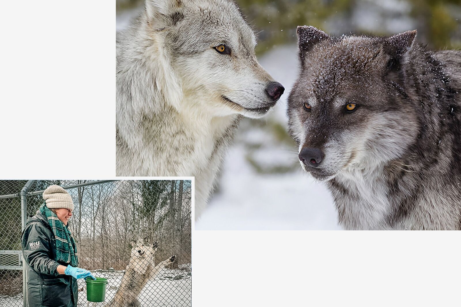 WolfConservationCentre