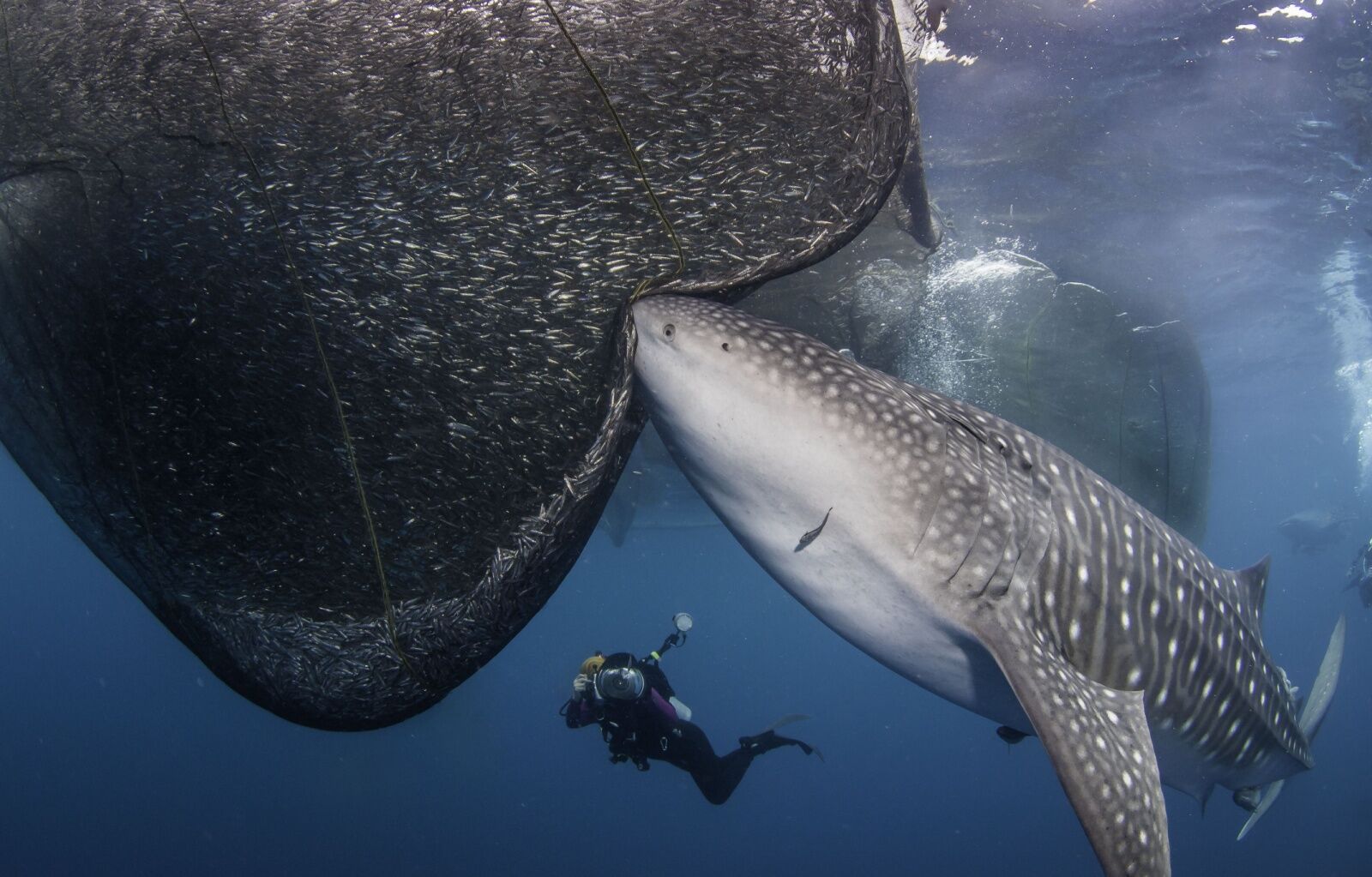 Cenderawasih-Bay-whale-shark