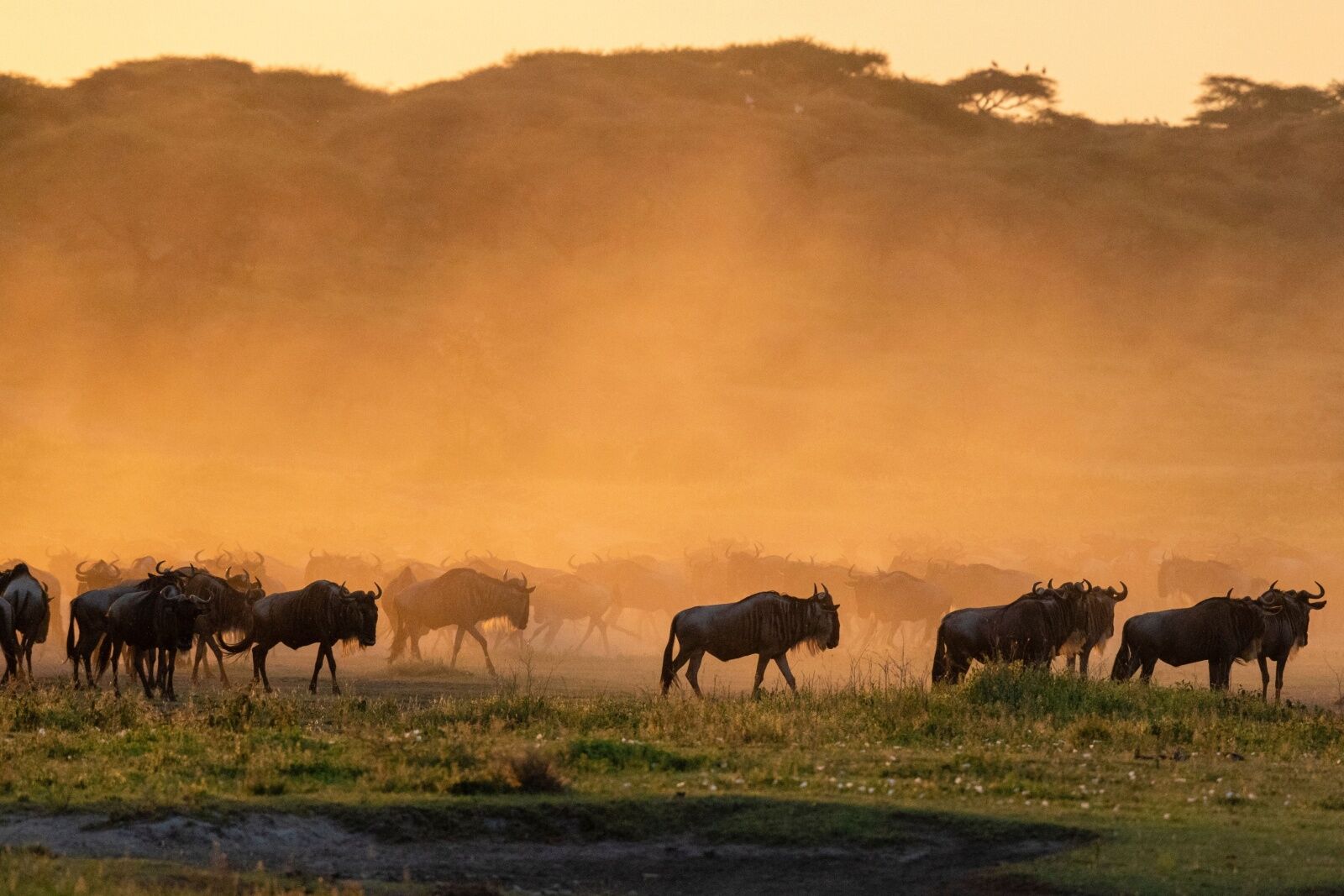 Ndutu-wildebeest-at-sunset