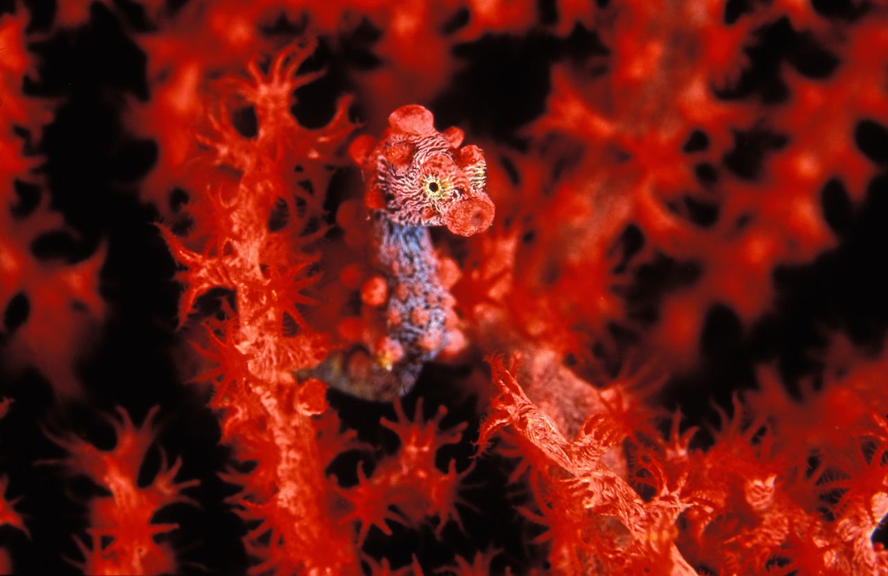 Pigmy-seahorse-among-coral-in-Indonesia