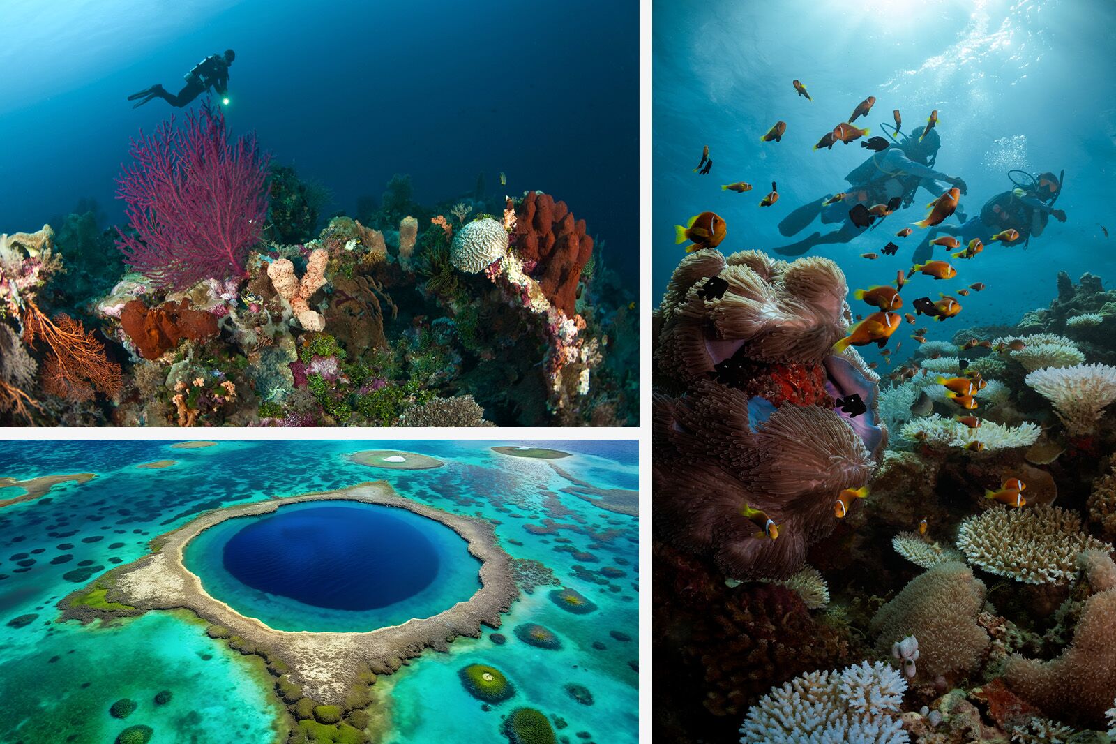 ReefDiving