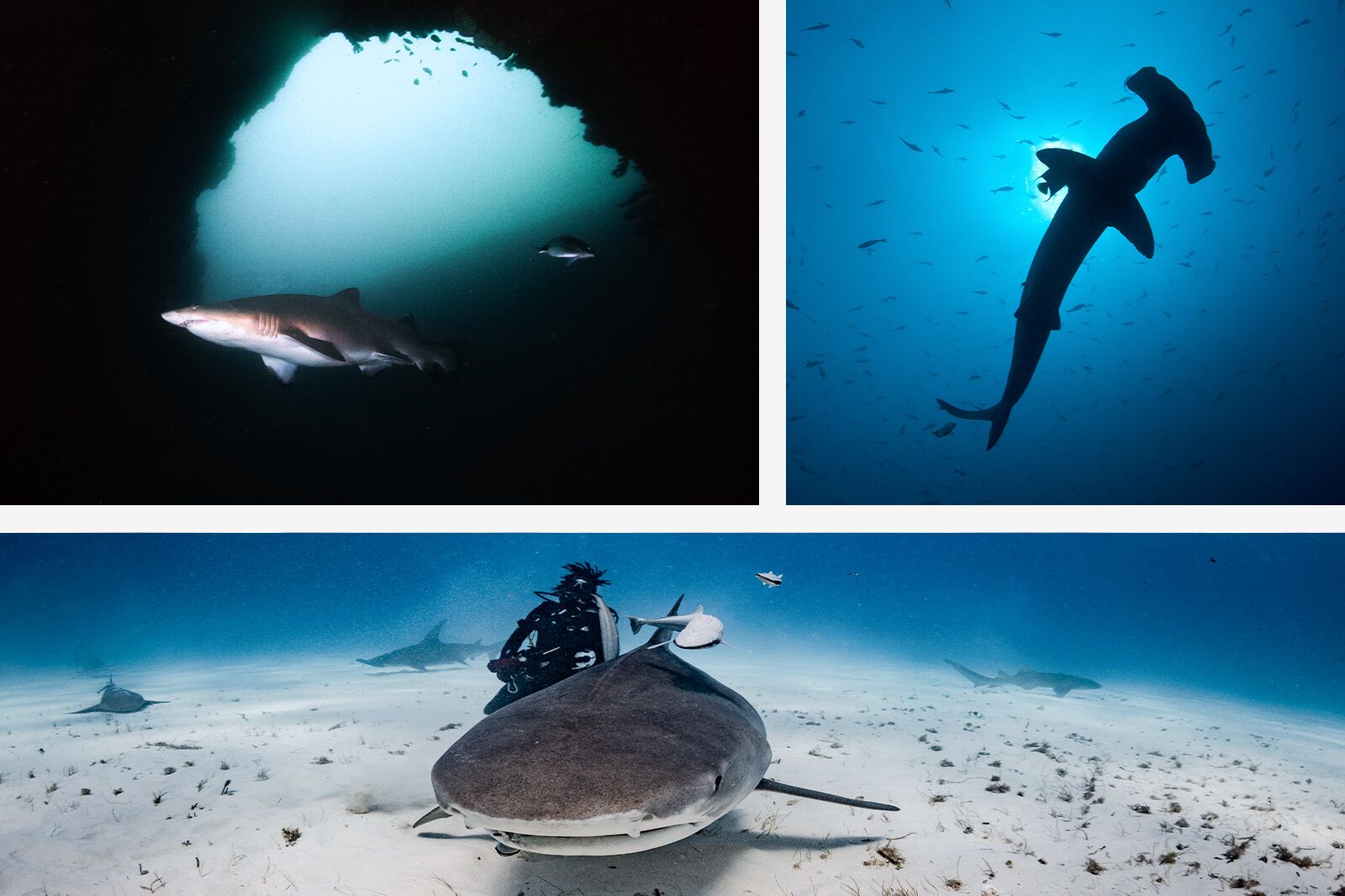 Shark-diving-collage