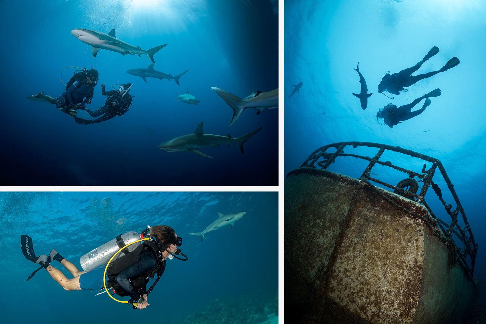 SharkDivingCollage2