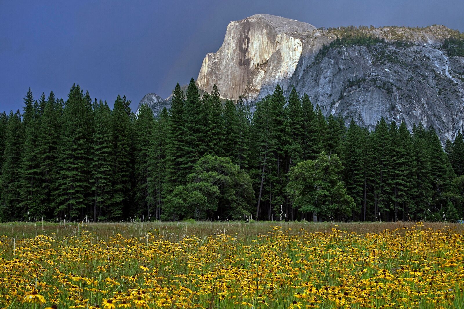 Yosemite-Valley-and-Half-Dome-with-wildflowers