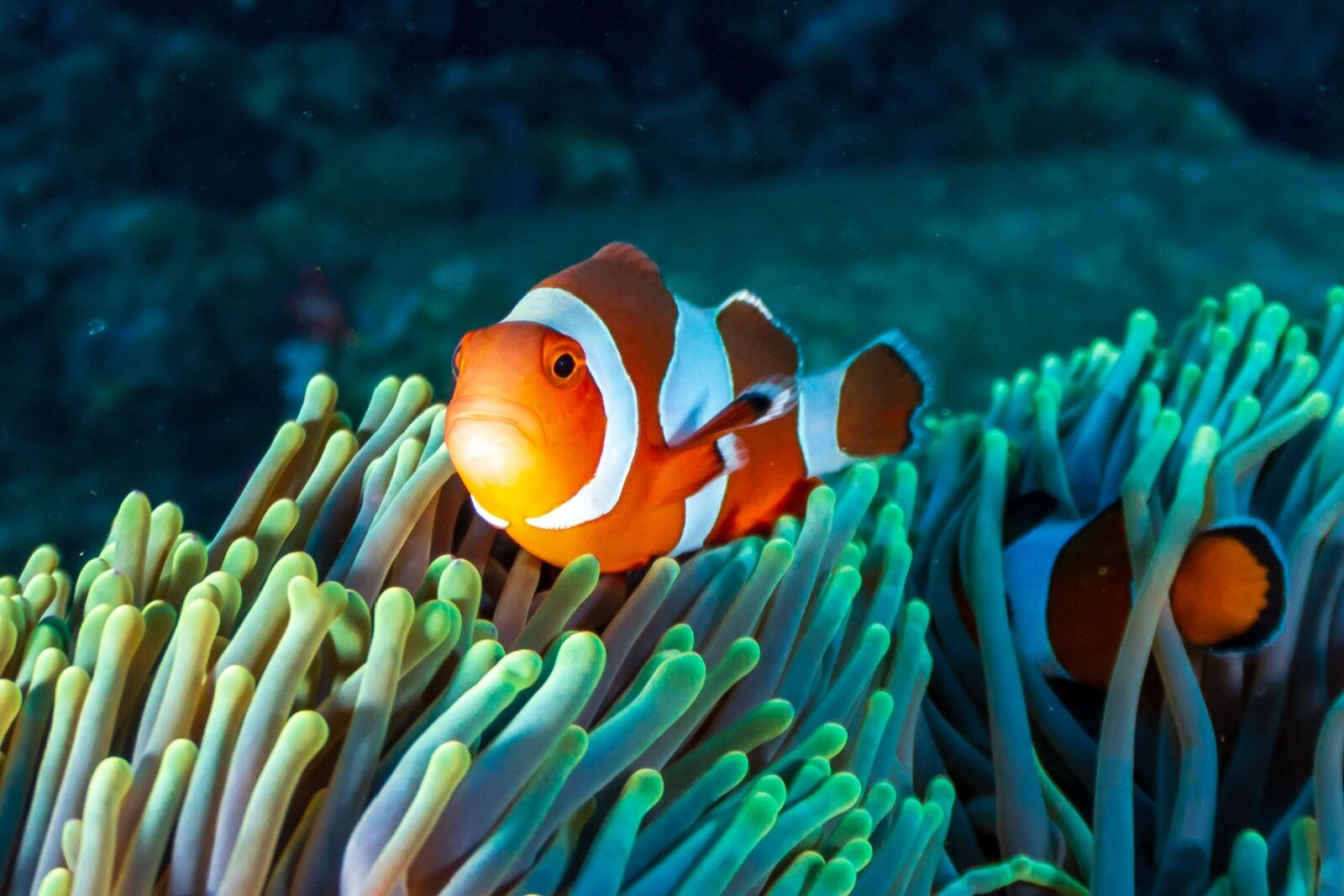 clownfish-on-reef