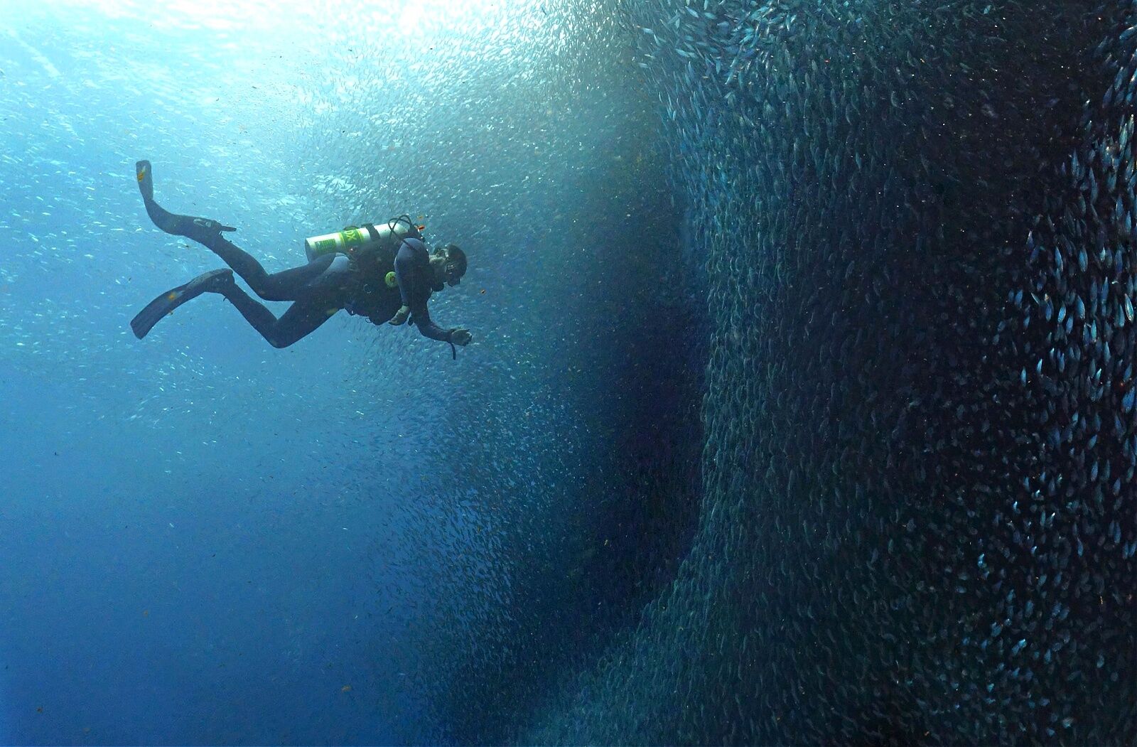 diver-in-sardine-run