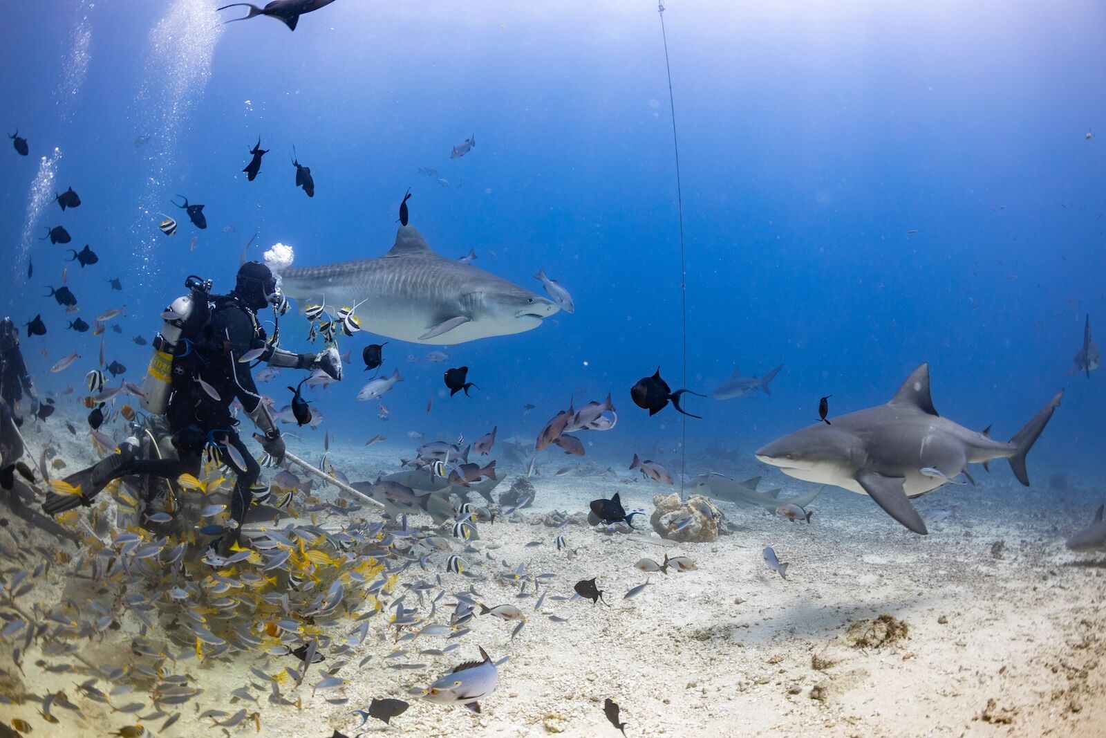 fiji-diver-2419387429