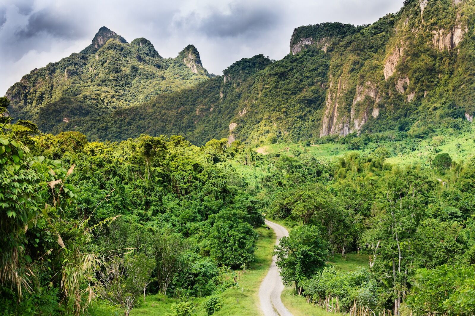 fiji-forest-554650135