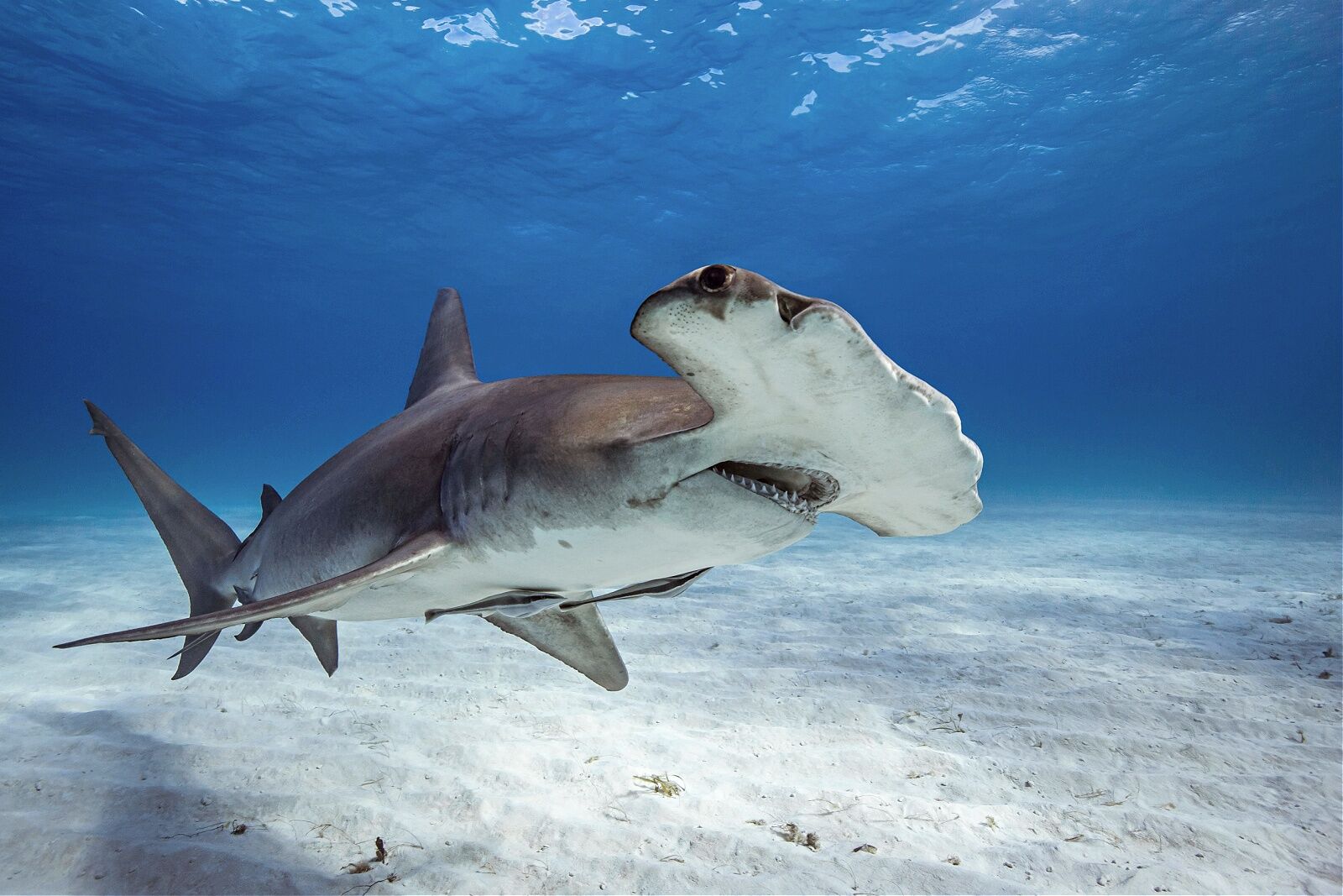 hammerhead-shark-boi