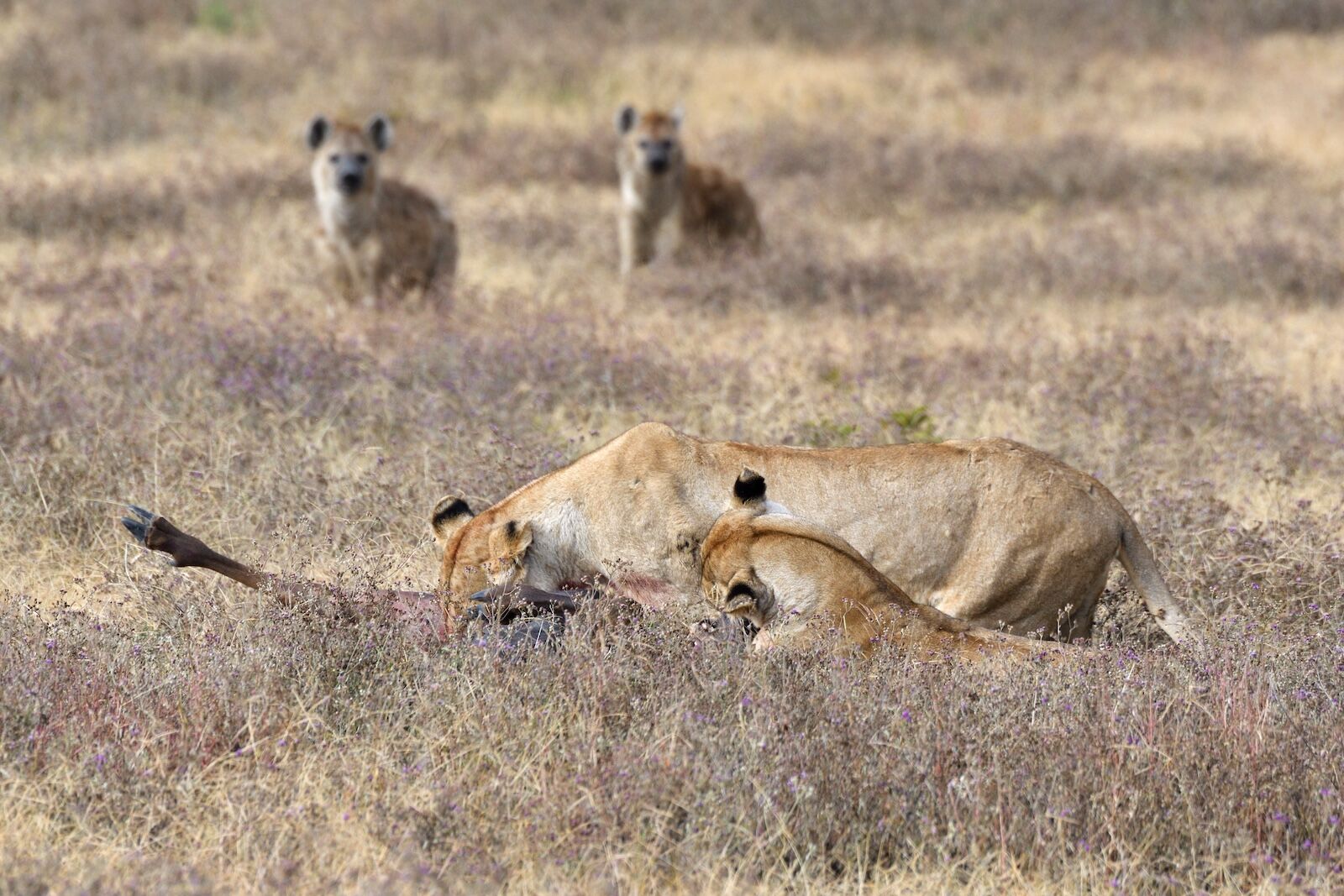 hyenas-and-lion