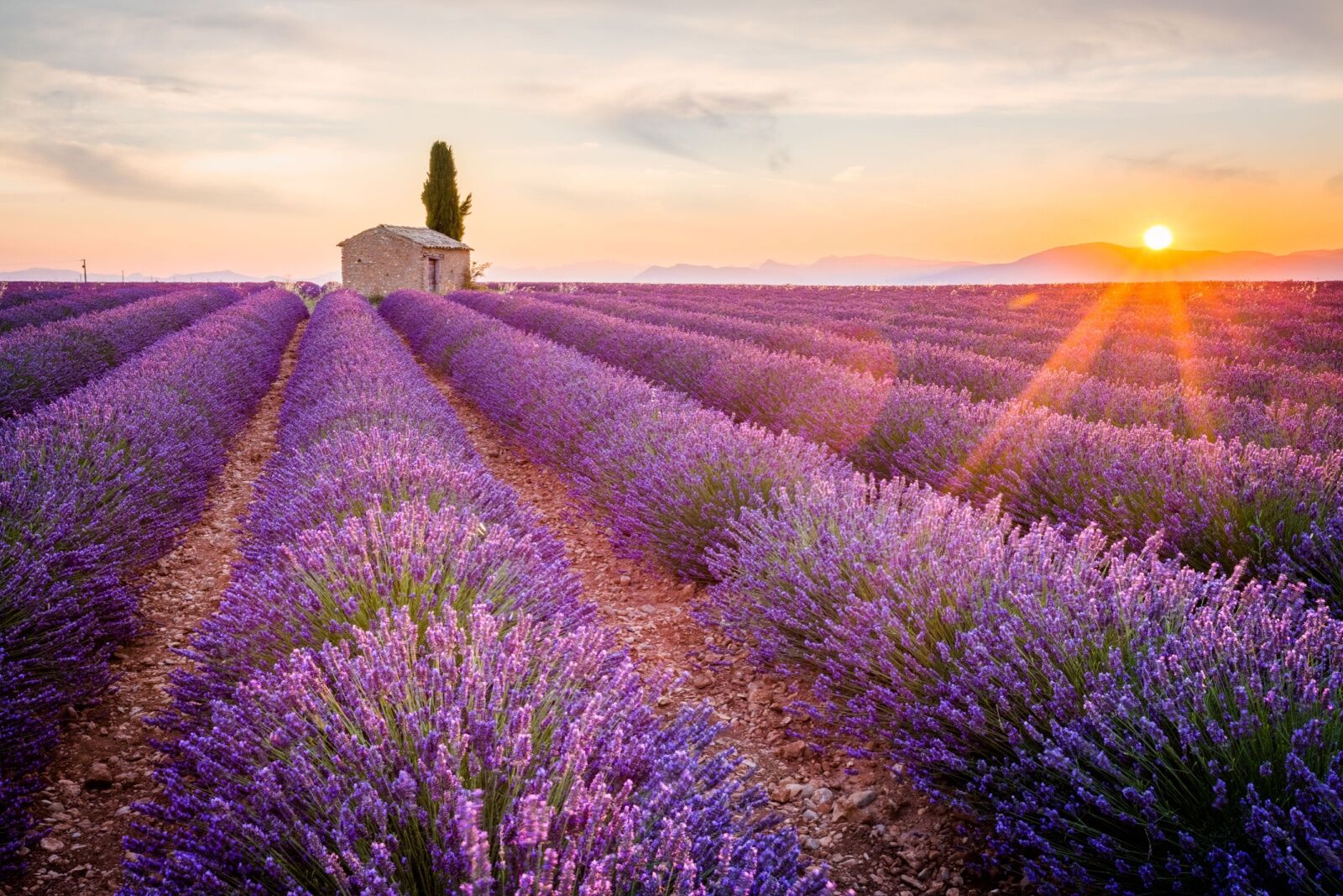lavender-provence