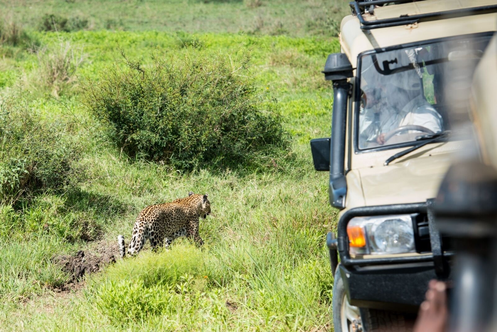 leopard-in-grass-on-safari