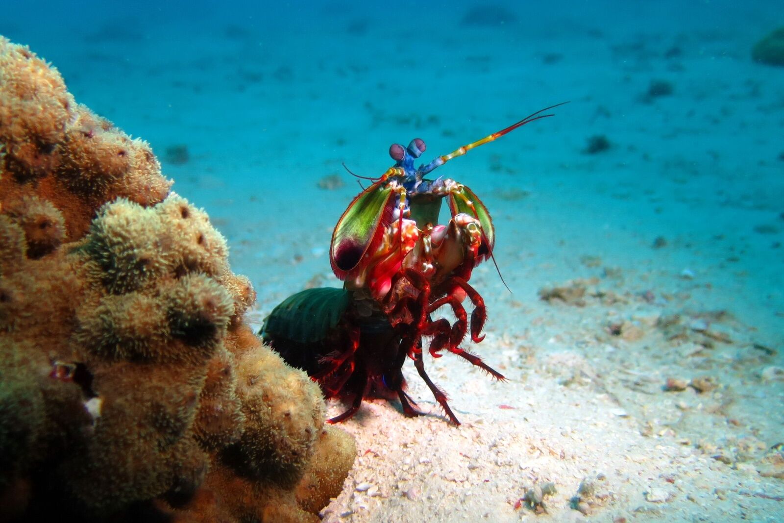 mantis-shrimp