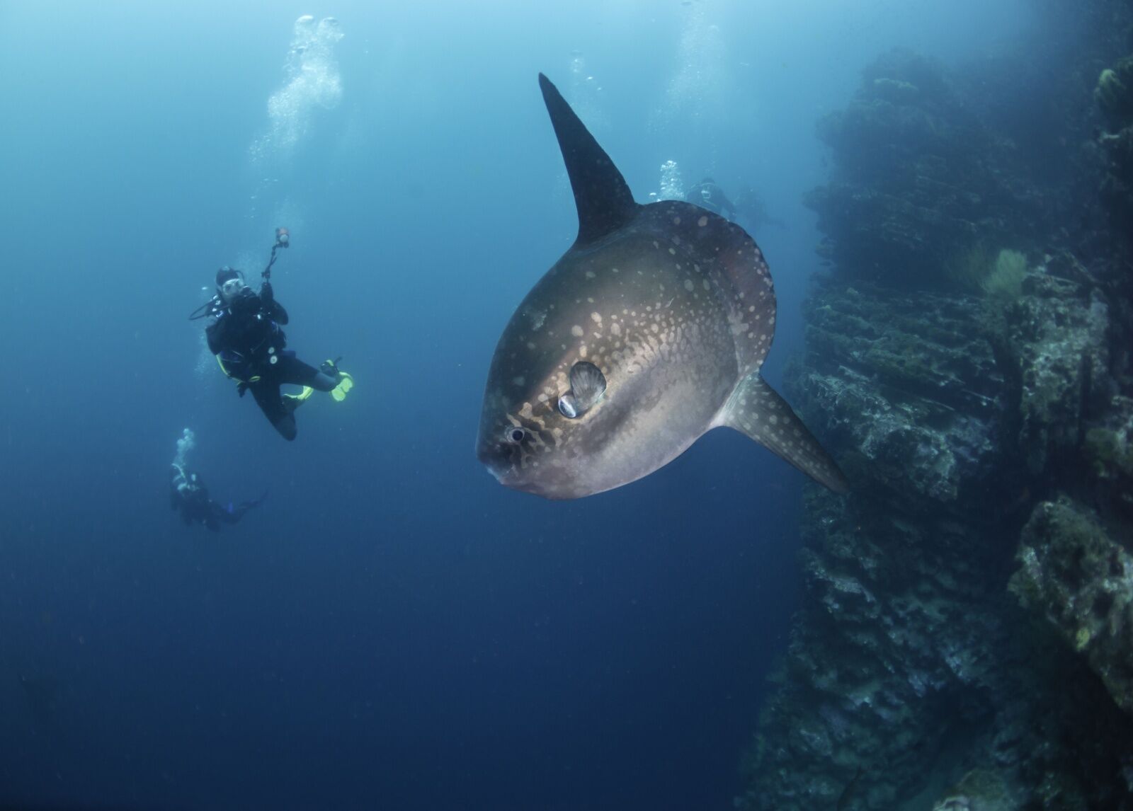 mola-mola-and-diver