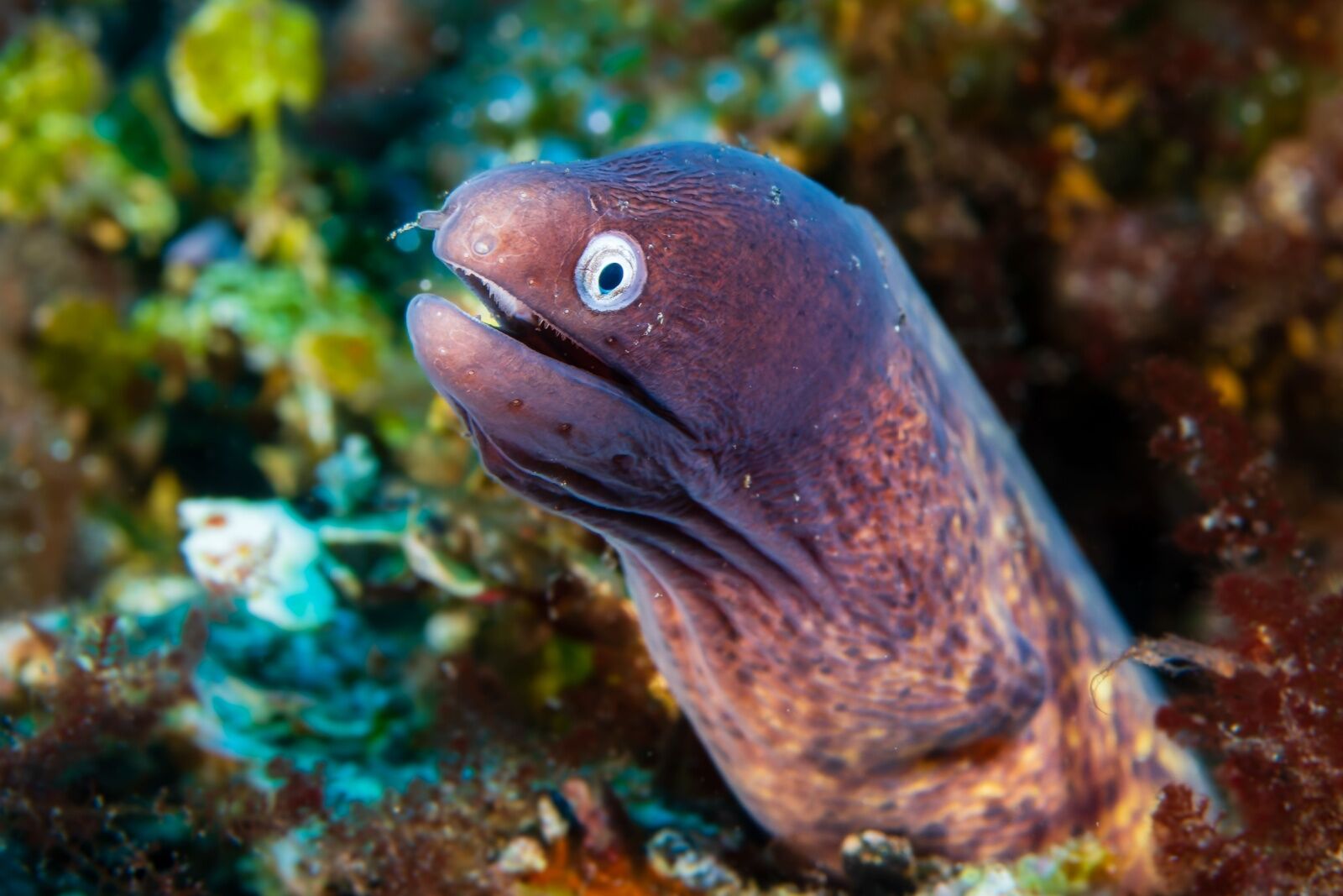moray-eel-on-coral-reef