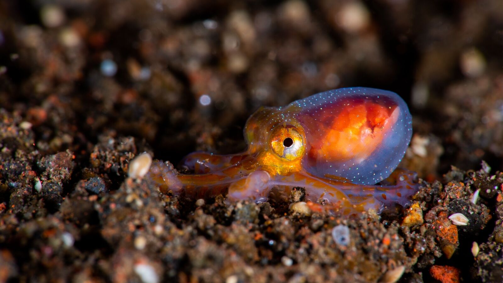 muck-octopus