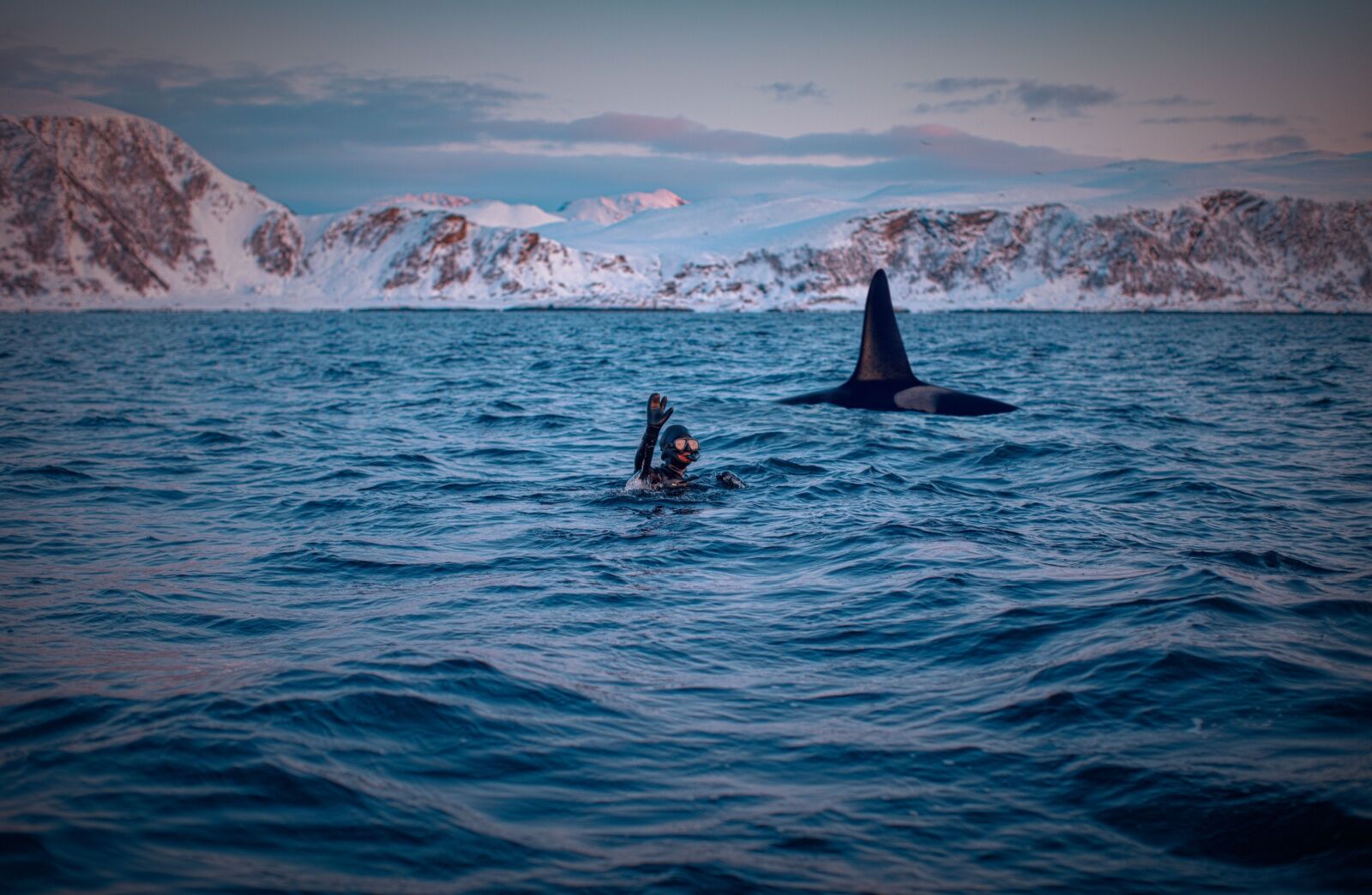 orca-and-diver